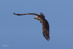 Osprey in Flight 12
