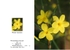 Spring 8.  Winter Jasmine