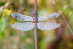 Female Keeled skimmer