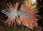 Carronella pellucida
