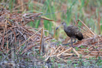 Limpkin standing on one leg, Harns Marsh, Florida