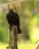 Turkey Vulture perched on a fence post near Puerto Jimenez, Costa Rica