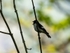 Pied Flycatcher