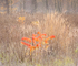 OCTOBER MEADOW - NORFOLK COUNTY