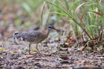 Sunbittern foraging, P...