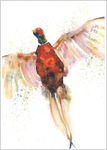 Pheasant Limited Edition Print 435