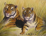 Tigers