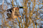 Mallards