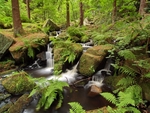Wyming Brook #7
