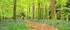 Walk in the Woods, Forest of Dean EDC122