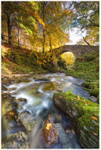The Shimna River, Tollymore Forest (IMG0687)