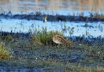 Common Snipe