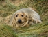 Atlantic Grey Seal