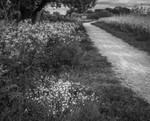 Stitchwort & Cow Parsley