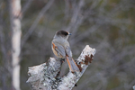 Siberian Jay