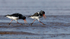 Oystercatcher (Haematopus ostralegus)  courtship display