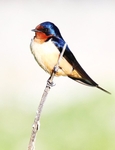 Bird at Kensington Metropark