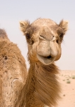 Curious Camel