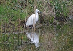 Little Egret