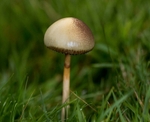 Liberty Cap (Magic Mushrooms)