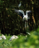 Asian Openbill slowing to land, Gao Giong, Vietnam