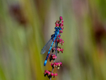 Azure Damselfly
