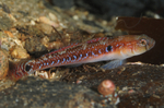 Gobiusculus flavescens
