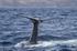 Sperm Whale Fluke, Pico Island, Azores REF 43 2014