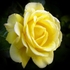 Yellow Rose
