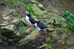 Puffins