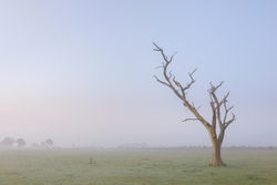 As morning comes - New Forest
