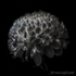 Snowball