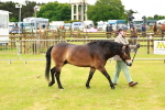 SBM_00252