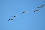 Barnacle Geese