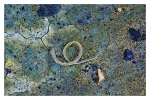 A.