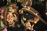 Modiolus modiolus