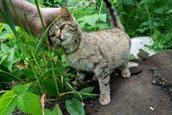 Kitty Friend | Gherdeal, Romania