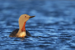 Red-throated Diver front view, Floi, Iceland