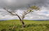 5403 Tree near Lan Fawr