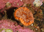 Caryophyllia smithii