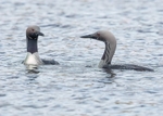 Black-throated Diver