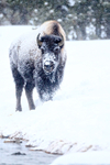 American Bison, Firehole River, Yellowstone National Park
