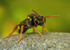 Nomada goodeniana (f)