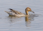 Northern Pintail 2