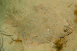 Pleuronectes platessa