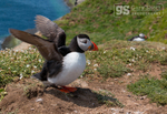 Puffins, Skomer Island