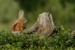 Red Squirrels portfolio