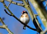 Goldfinch