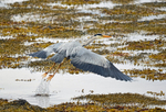 Grey Heron