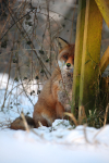 Red Fox in snow_ AGTO158